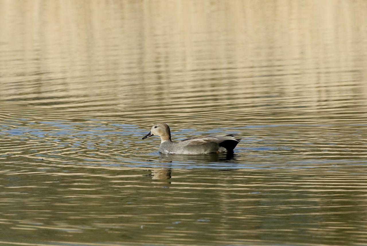 Gite De L'Etang Belval-en-Argonne Ngoại thất bức ảnh